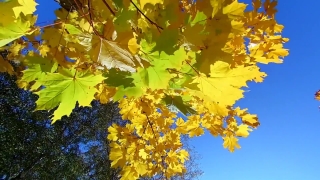 Premium HD Video Clip, HD Stock Footage, Stock Video Clip, Download