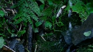 Premium HD Video Clip, HD Stock Footage, Stock Video Clip, Download