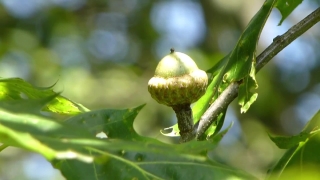 Premium HD Video Clip, HD Stock Footage, Stock Video Clip, Download