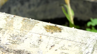 Premium HD Video Clip, HD Stock Footage, Stock Video Clip, Download