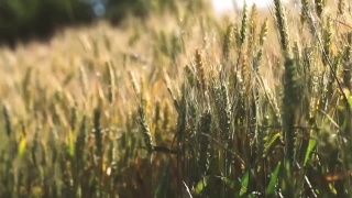 Premium HD Video Clip, HD Stock Footage, Stock Video Clip, Download