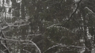 Premium HD Video Clip, HD Stock Footage, Stock Video Clip, Download