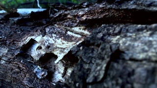 Premium HD Video Clip, HD Stock Footage, Stock Video Clip, Download