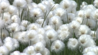Premium HD Video Clip, HD Stock Footage, Stock Video Clip, Download