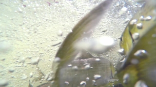 Premium HD Video Clip, HD Stock Footage, Stock Video Clip, Download