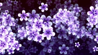 Purple Flowers Floating Loop - Video HD