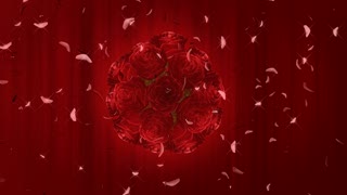 Red Roses Bouquet Loop - Video HD