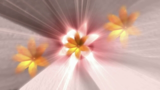 Three Orange Flowers Spinning Loop - Video HD