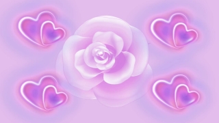 White Rose over Pink Hearts Loop - Video HD