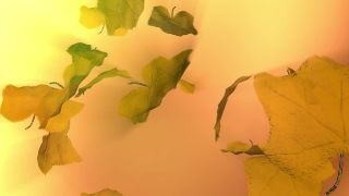 Autumm Leaves Falling Loop - Video HD