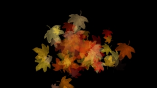 Fall Leaves Loop - Video HD