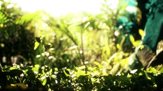 Premium HD Video Clip, HD Motion Graphics, Green Screen, Background, Animation, Download