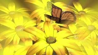 Yellow Flower with Butterfly Loop - Video HD
