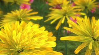 Yellow Flowers and Butterflies Loop - Video HD